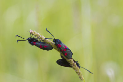 Close-up of butterfly on leaf