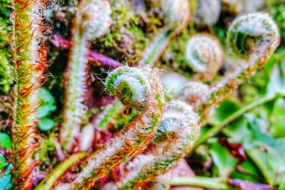 Close-up of lizard on plant