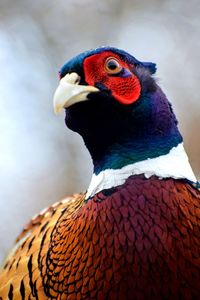 Ringneck pheasant