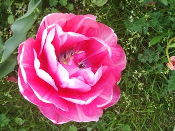 Close-up of pink rose blooming outdoors