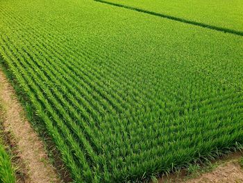 High angle view of crops on field