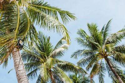 Low angle view of palm trees against sky