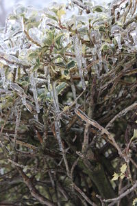 Close-up of pine tree branch