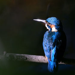 Close-up of bird perching on branch