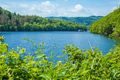 Scenic view of river amidst trees against sky