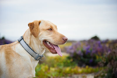 Side view of yellow labrador retriever on field