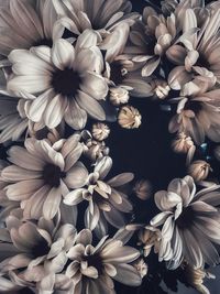 Close-up of dahlia flowers