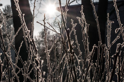 Close-up of plants against sky during sunset