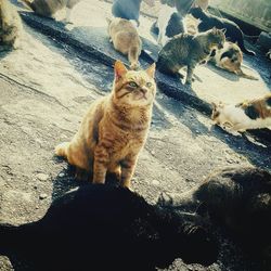 High angle view of cat sitting outdoors