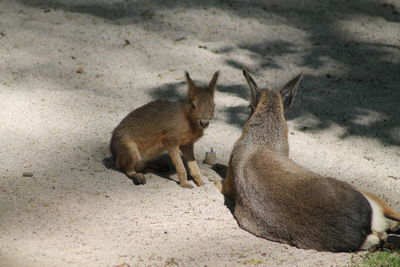 High angle view of a mara with baby on field