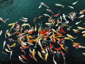 View of koi carps swimming in sea
