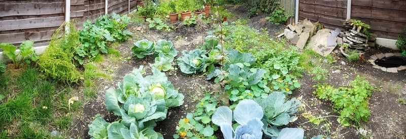 High angle view of vegetables in garden