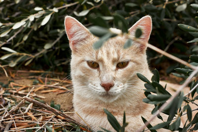 Portrait of beautiful ginger fur cat in foliage of an olive tree. domestic wild cat. 