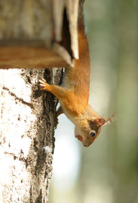 Close-up of squirrel on tree trunk