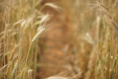 Close-up of wheat growing on field