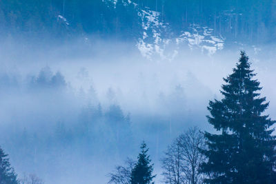 Forest in foggy weather