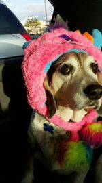 Close-up portrait of dog