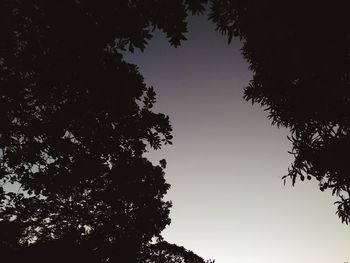 Low angle view of silhouette tree against clear sky