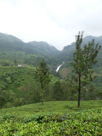 Scenic view of green landscape and mountains against sky