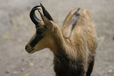 Close-up of a horse