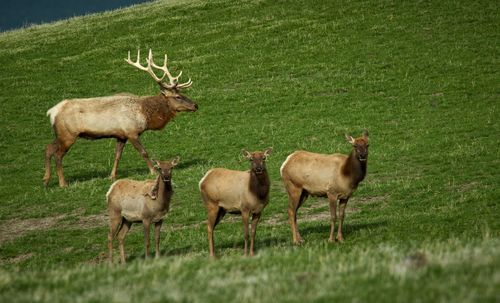 Deer standing on field