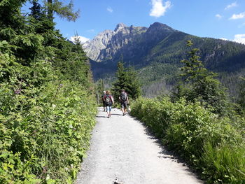 Rear view of people walking on road amidst trees