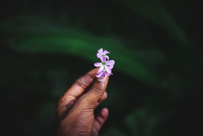 Close-up of hand holding purple flower