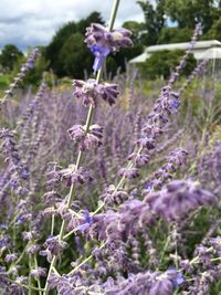 Close-up of lavender flowers blooming outdoors