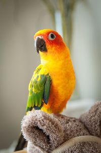 Close-up of parrot perching