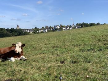 View of cows on field against sky