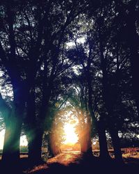 Close-up of silhouette trees against sky at sunset