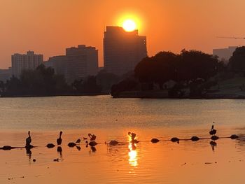 Flock of birds flying over sea during sunset