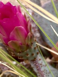 Close-up of pink flowers