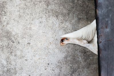 Close-up high angle view of a cropped horse