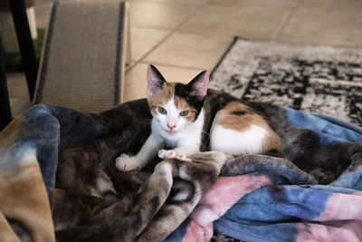 Small calico kitten laying in a blanket