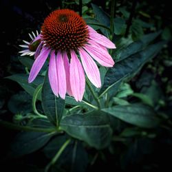 Close-up of pink flower