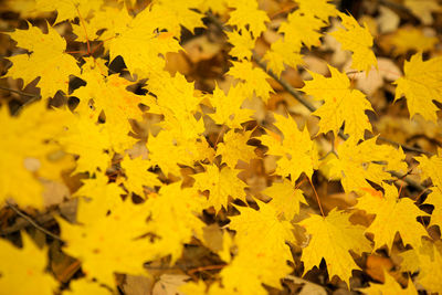 Close-up of yellow flowers during autumn