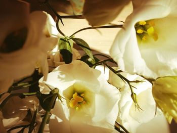 Close-up of flowers