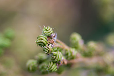 Close-up of plant against blurred background