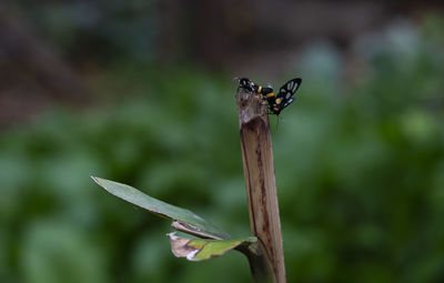 Close-up of insect on dry leaf