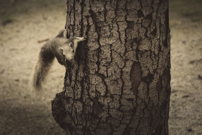 Close-up of squirrel on tree trunk