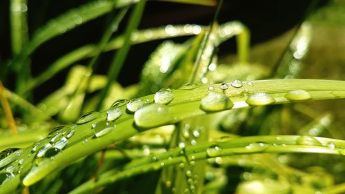 Close-up of insect on wet grass