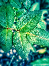 Close-up of leaves on leaf