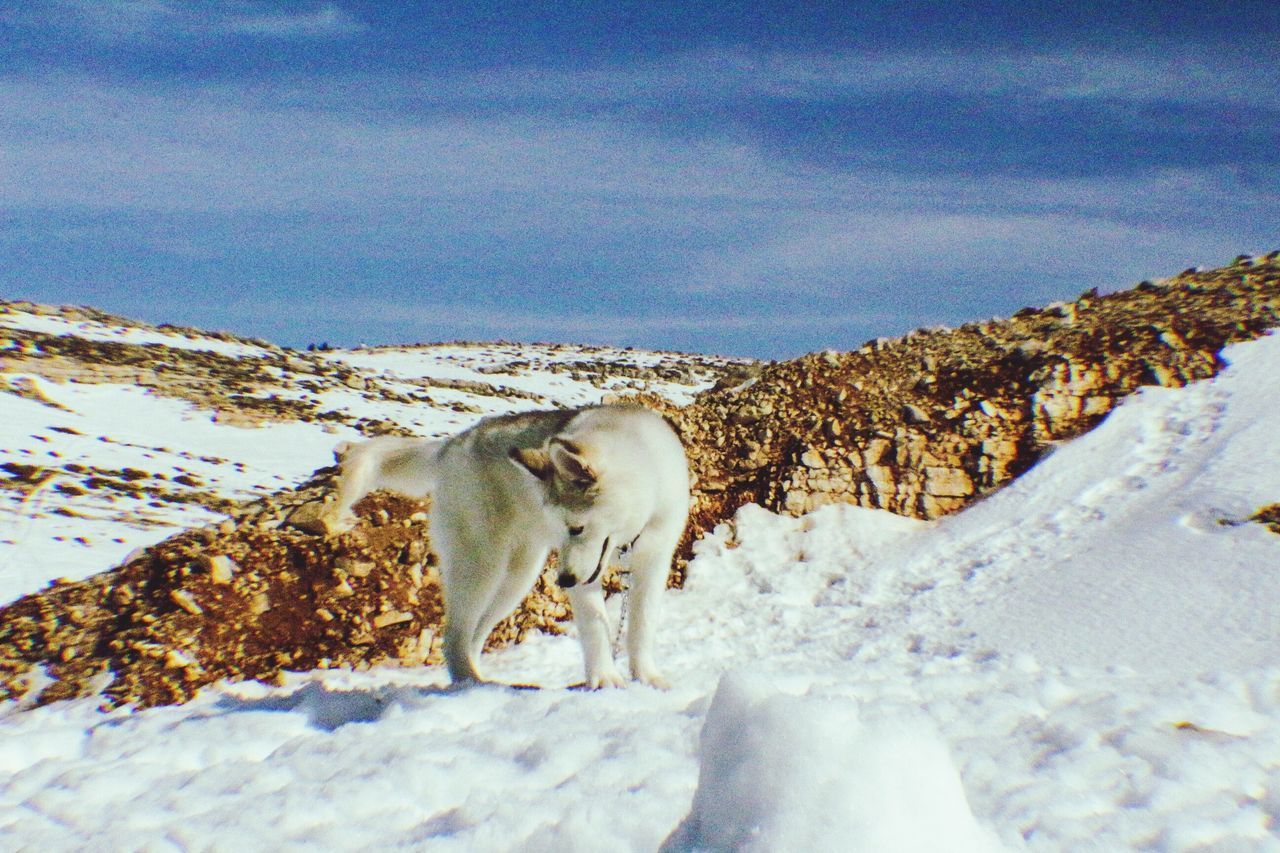 animal themes, snow, winter, one animal, mammal, cold temperature, domestic animals, white color, nature, pets, season, sky, dog, field, full length, beauty in nature, landscape, weather, standing, walking