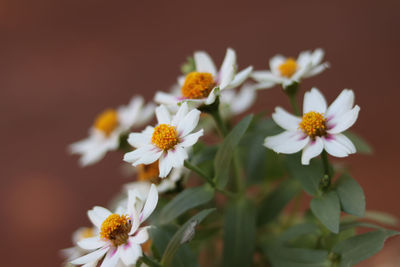 Close-up of white flowering plant