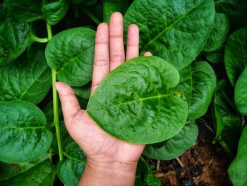 Close-up of hand holding leaves