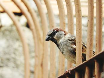 Close-up of bird perching on railing