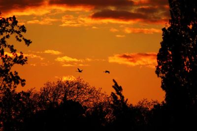 Silhouette of trees at sunset