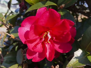 Close-up of pink flowers