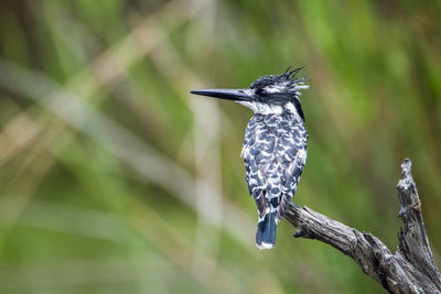 Close-up of a bird perching on branch